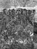 image of grave number 709560